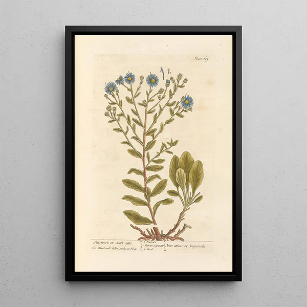 Aster estrellado o aster ático - Elizabeth Blackwell — cuadro enmarcado en la pared