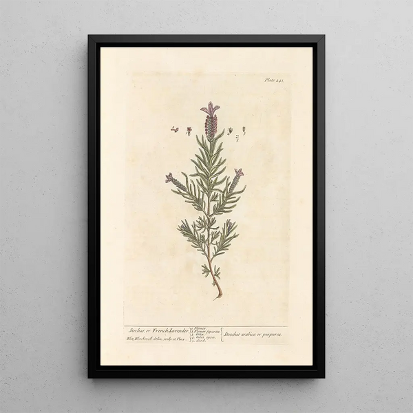 Lavanda estucada o lavanda francesa - Elizabeth Blackwell — cuadro enmarcado en la pared