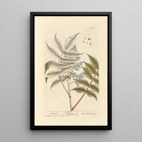 Sumac - Elizabeth Blackwell — cuadro enmarcado en la pared