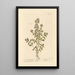 Marjolaine - Elizabeth Blackwell — framed artwork on a wall