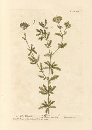 Elizabeth Blackwell - Sweet maudlin.webp