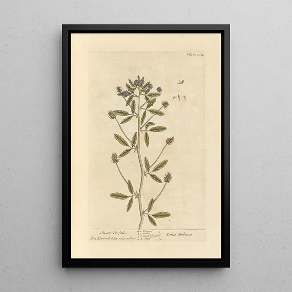 Trèfle suave - Elizabeth Blackwell — cuadro enmarcado en la pared
