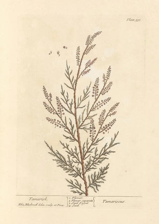 Elizabeth Blackwell - Tamarisk.webp