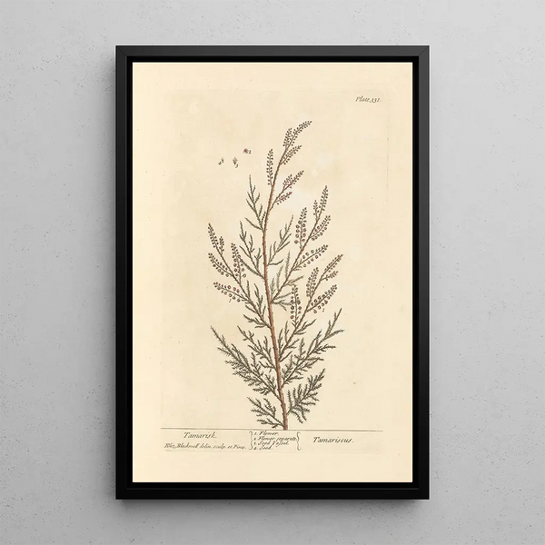 Tamaris - Elizabeth Blackwell — cuadro enmarcado en la pared