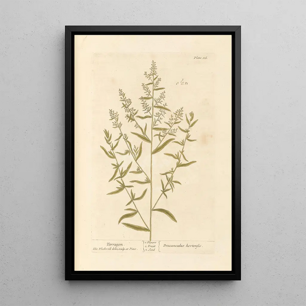 Estragon - Elizabeth Blackwell — cuadro enmarcado en la pared