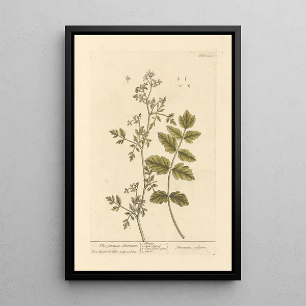L'amome alemán - Elizabeth Blackwell — cuadro enmarcado en la pared
