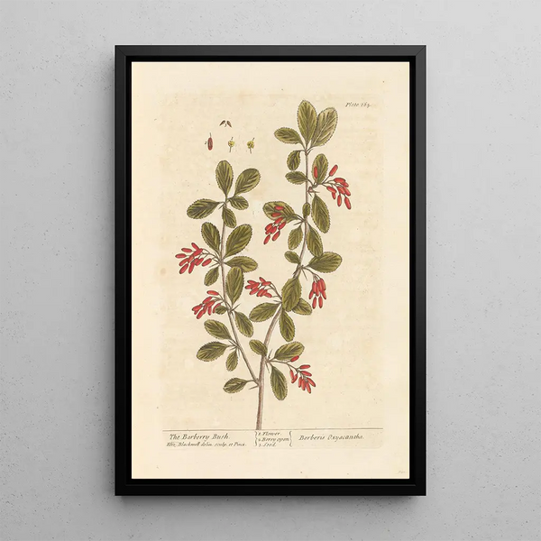 L'épine-vinette - Elizabeth Blackwell — cuadro enmarcado en la pared