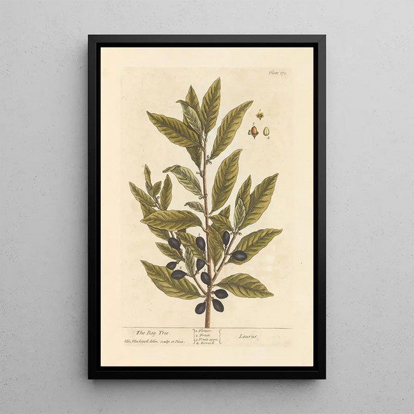 El laurel - Elizabeth Blackwell — cuadro enmarcado en la pared