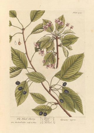 Elizabeth Blackwell - The black cherry.webp