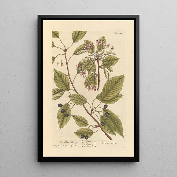El cerezo - Elizabeth Blackwell — cuadro enmarcado en la pared