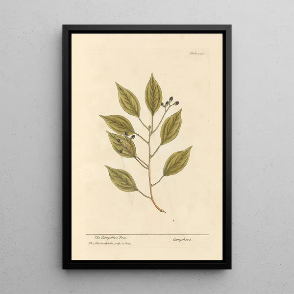 El árbol de alcanfor - Elizabeth Blackwell — cuadro enmarcado en la pared
