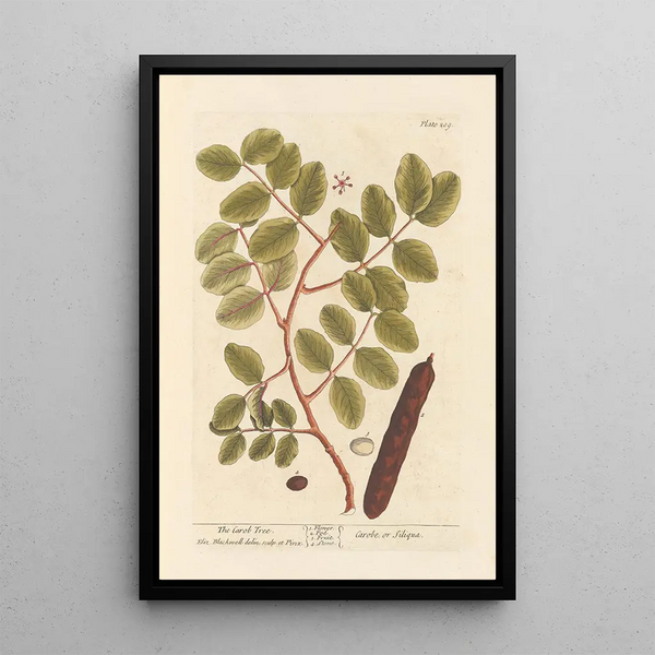 El algarrobo - Elizabeth Blackwell — cuadro enmarcado en la pared