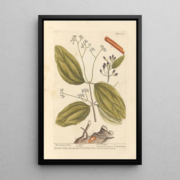El canelo - Elizabeth Blackwell — cuadro enmarcado en la pared