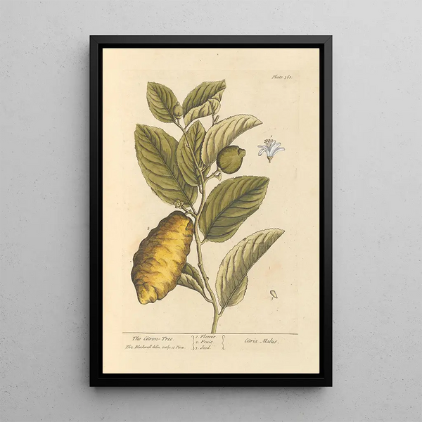 El cidro - Elizabeth Blackwell — cuadro enmarcado en la pared