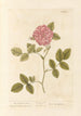 La rosa de Damas - Elizabeth Blackwell — vista de la obra
