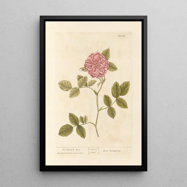 La rosa de Damas - Elizabeth Blackwell — cuadro enmarcado en la pared