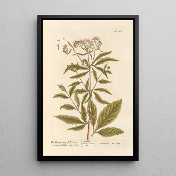 L'eupatoire d'Avicenne - Elizabeth Blackwell | Cuadro — cuadro enmarcado en la pared