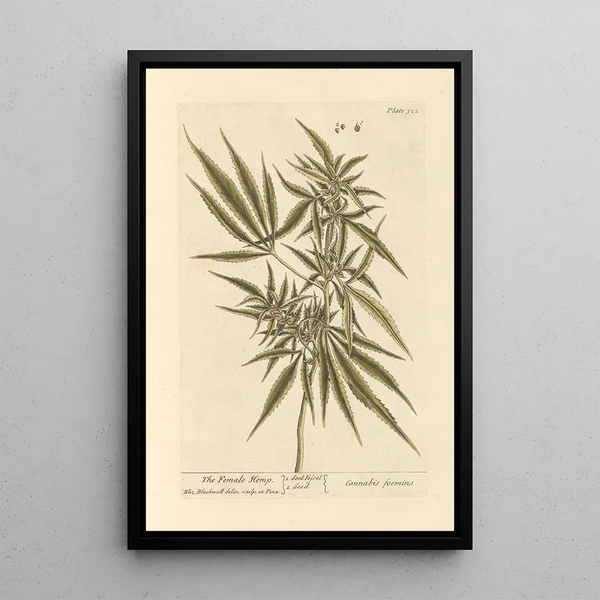 The female hemp - Elizabeth Blackwell — framed artwork on a wall