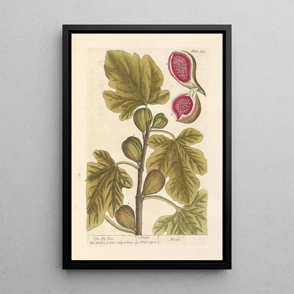 The Fig Tree - Elizabeth Blackwell — framed artwork on a wall