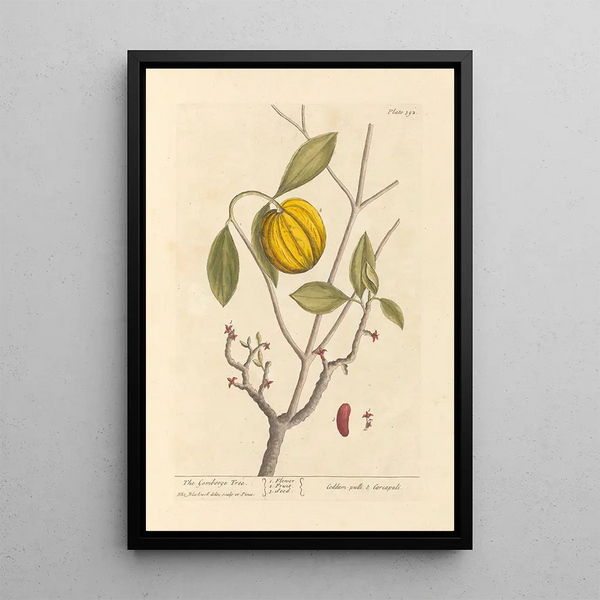 The Garcinia - Elizabeth Blackwell — framed artwork on a wall