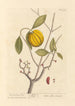El garcinia - Elizabeth Blackwell — vista de la obra