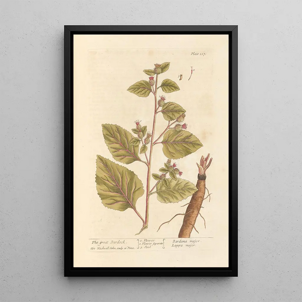 The Great Burdock - Elizabeth Blackwell — framed artwork on a wall