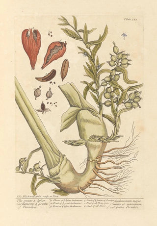 Elizabeth Blackwell - The greater lesser cardamoms grains of paradyce.webp