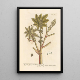 Elizabeth Blackwell - The greater spurge or palma christi.webp
