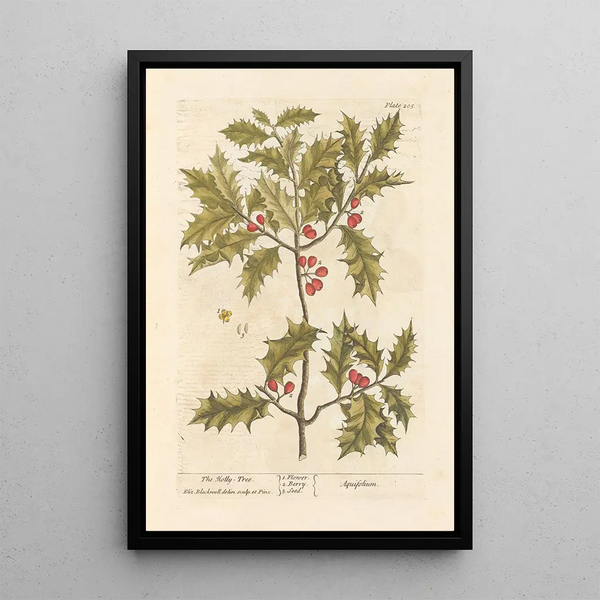 The holly - Elizabeth Blackwell — framed artwork on a wall
