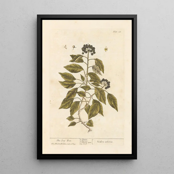 The Ivy - Elizabeth Blackwell — framed artwork on a wall