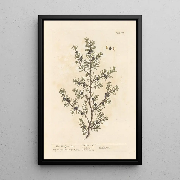 The Juniper - Elizabeth Blackwell — framed artwork on a wall
