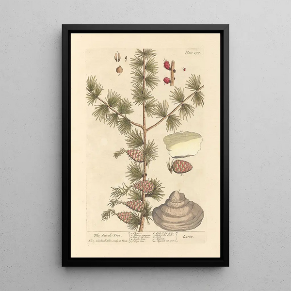 The Larch - Elizabeth Blackwell — framed artwork on a wall