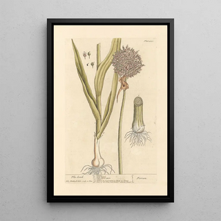 Elizabeth Blackwell - The leek.webp