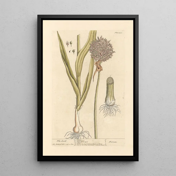 Le poireau - Elizabeth Blackwell — framed artwork on a wall