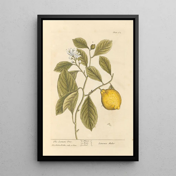 The Lemon Tree - Elizabeth Blackwell — framed artwork on a wall