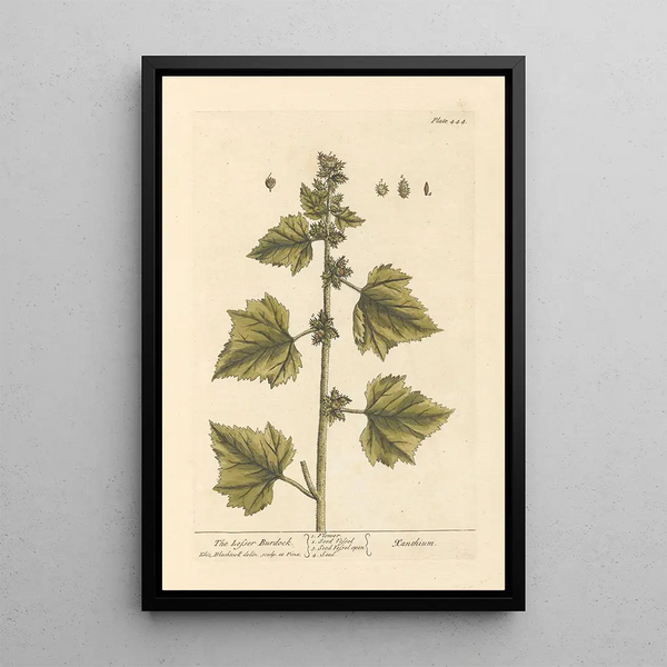The Little Burdock - Elizabeth Blackwell — framed artwork on a wall