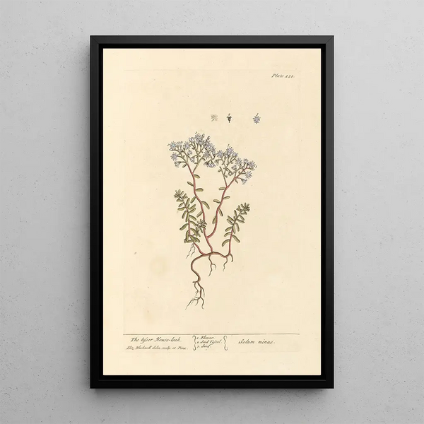 La petite joubarbe - Elizabeth Blackwell — framed artwork on a wall