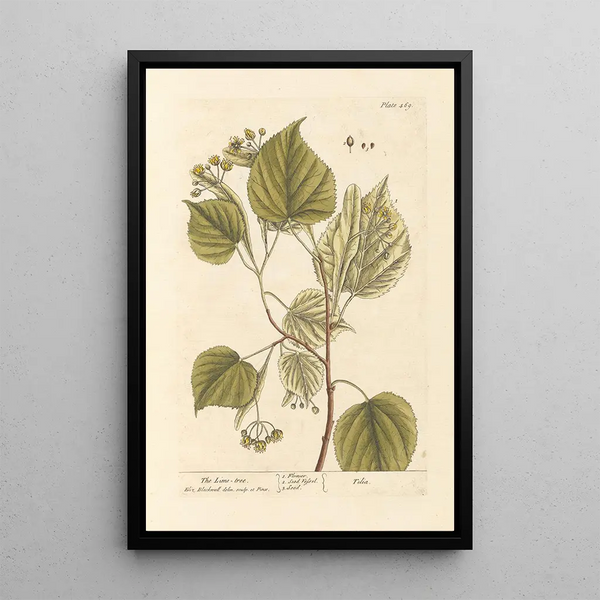 The Linden Tree - Elizabeth Blackwell — framed artwork on a wall