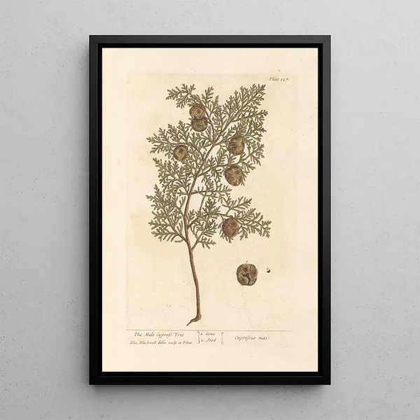 The Male Cypress - Elizabeth Blackwell — framed artwork on a wall