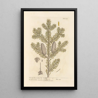 Elizabeth Blackwell - The male fir or silver fir.webp