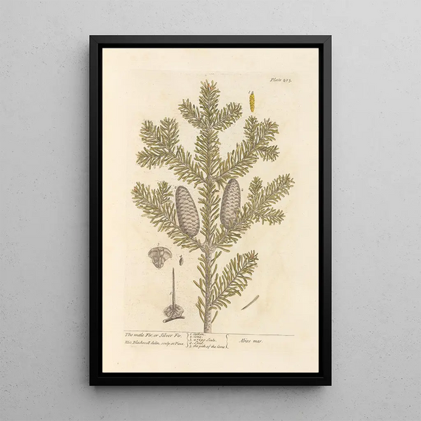 The male fir or silver fir - Elizabeth Blackwell — framed artwork on a wall