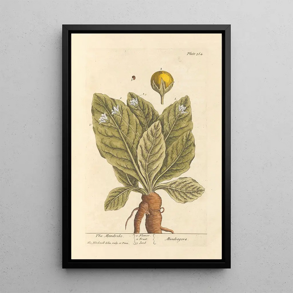 The mandrake - Elizabeth Blackwell — framed artwork on a wall