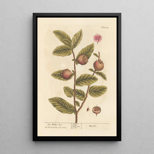 The Medlar Tree - Elizabeth Blackwell — framed artwork on a wall
