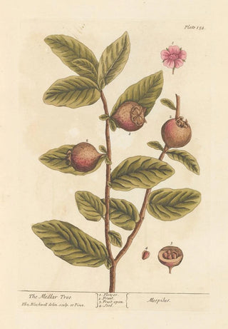 Elizabeth Blackwell - The medlar tree.webp