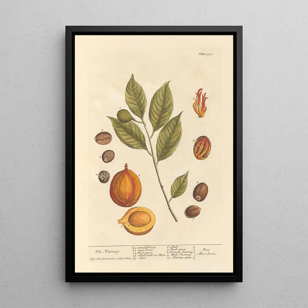 La muscade - Elizabeth Blackwell — framed artwork on a wall