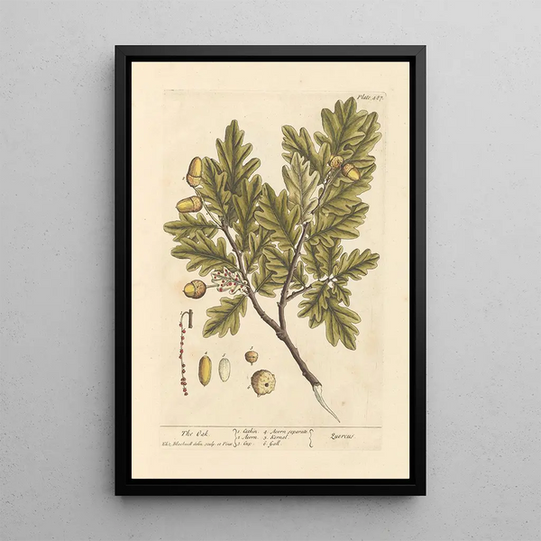 The Oak - Elizabeth Blackwell — framed artwork on a wall