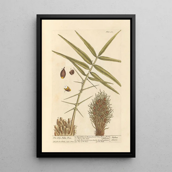 The oil palm - Elizabeth Blackwell — framed artwork on a wall