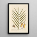 The date palm - Elizabeth Blackwell — framed artwork on a wall