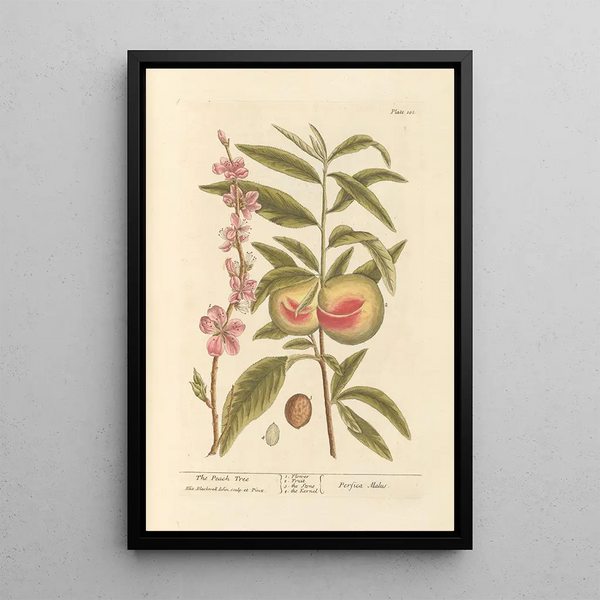 El melocotonero - Elizabeth Blackwell — cuadro enmarcado en la pared