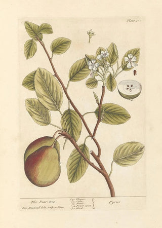 Elizabeth Blackwell - The pear tree.webp